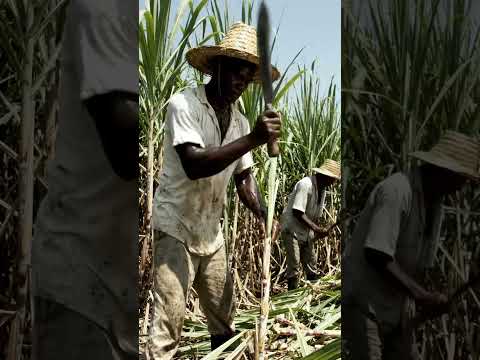 “Cañaveral de 🇨🇺Matanzas”,con los hermanos Castañedas #cañadeazucar #guarapo