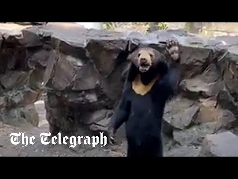 Bear claimed to be "human in disguise" waves at zoo-goers