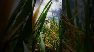 Download lagu 🌾 #padi #pertanian #video #edit #statuswhatsapp mp3