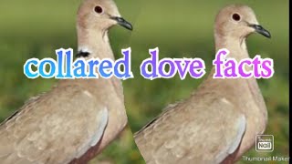 Facts on the collared dove