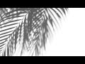 Palm Tree Shadow Free White Background Videos Motion Graphics No Copyright All Background Videos
