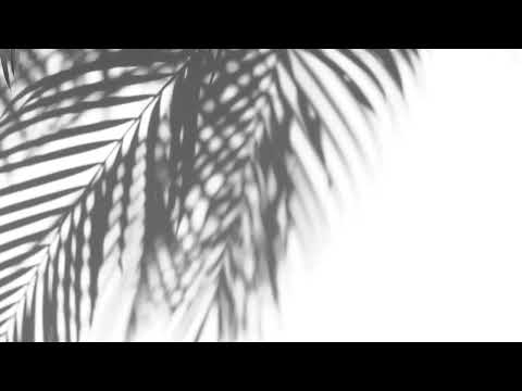 Palm Trees Aesthetic
