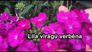 lila virágú verbéna