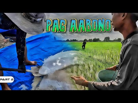 P2-Pag-abono ng Palay - EP1061