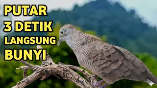 Download lagu Perkutut Lokal Gacor Suara Super Kristal - Pancingan Malas Bunyi (99%AMPUH BANGET) mp3 Download lagu Perkutut Lokal Gacor Suara Super Kristal - Pancingan Malas Bunyi (99%AMPUH BANGET) mp3