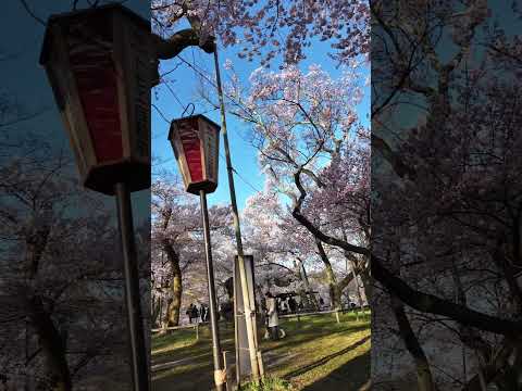 高遠の桜 満開！桜いっぱいです！   #さくら #sakura #cherryblossom #桜 #高遠 #高遠城址公園 #長野県 #nagano #takato #travel #旅行 #満開
