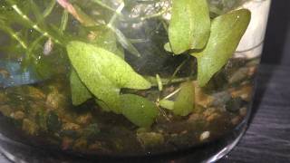 Dwarf Water Lily Aquarium Gardening