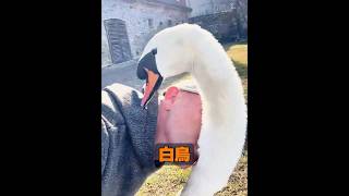 白鳥は一夫一妻制の動物ですか？ #自然 #動物プロダクション #animals #動物 #癒し