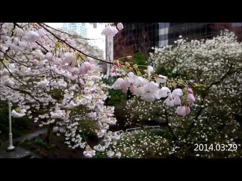 2014 03 29 cherry blossoms