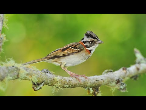 CANTO DO PÁSSARO TICO TICO SELVAGEM  (LEGÍTIMO)