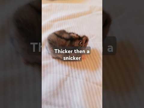 MY HAMSTER SAYS TO NOT CHECK THE SOUND #funny #cute #hamster