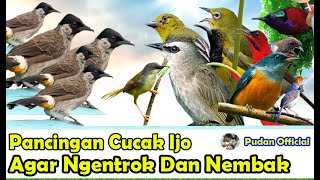 Download lagu SUARA PIKAT BURUNG KECIL KOMBINASI BURUNG KUTILANG RIBUT mp3 Download lagu SUARA PIKAT BURUNG KECIL KOMBINASI BURUNG KUTILANG RIBUT mp3