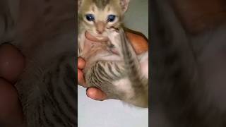 Download lagu Bhoooot Bacha Bantuuu ka ☠️👻 #CatShorts#shortsfeed#sleepingcat#catvedio#CatViralNap mp3