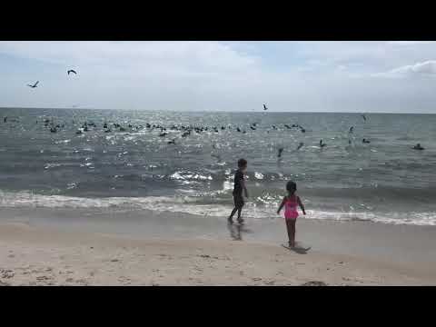 Birds Naples beach April 2019