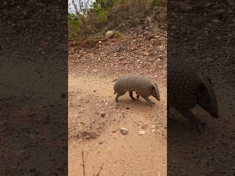Tatu Bola - registro em São Domingos-GO #fauna #nature #travel #biodiversity