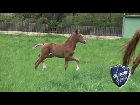 'SWEET DREAMS'  (13/04/2021) filly by Shu fu (Sezuan x Furst Heinrich) x  St.Pr mare by Vivaldi