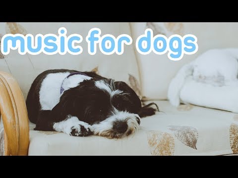 download lagu mp3 mp4 Relaxing Songs For Dogs, download lagu Relaxing Songs For Dogs gratis, unduh video klip Relaxing Songs For Dogs