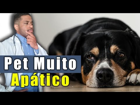 Meu CACHORRO esta TRISTE e QUIETO! O que fazer?