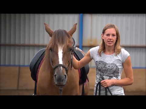 MUSTANG MAKEOVER 2018 Team Yvet (TAG 3173) - Update 5