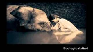 LALEH - Hide away -EcologicalMind-