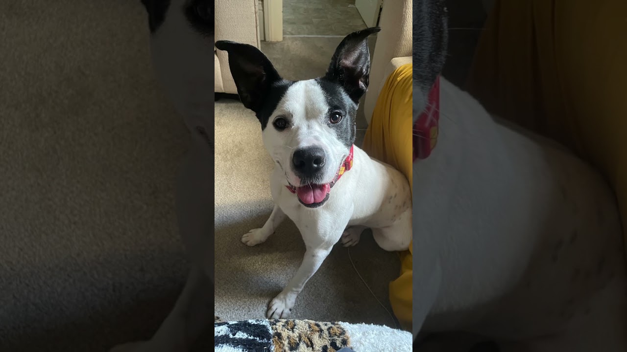 Enlarge Crush, a Adoptable mixed breed in Metairie, LA video 2/6