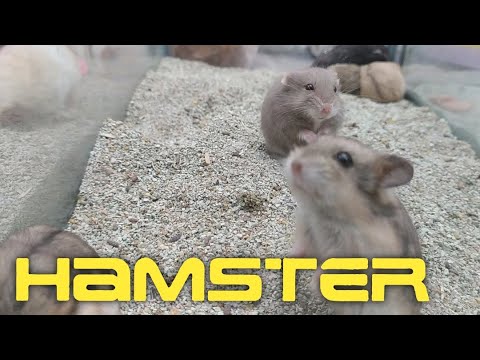 PELIHARA HAMSTER ??
