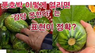 풋호박 이렇게 열리면 '감당 못한다'는 표현이 정확???(풋호박 재배, 좁은 장소 풋호박 재배법,  호박 다…