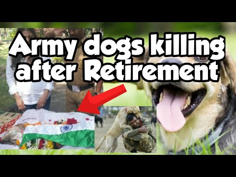 Dogs killing by Army after Retirement 😔