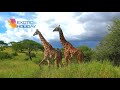 Tarangire National Park Tanzania 4K Exotic Holiday