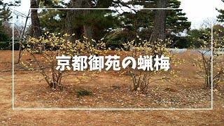 京都御苑·蝋梅