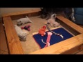 Spy Pups 16 Days Old 9 September 2012