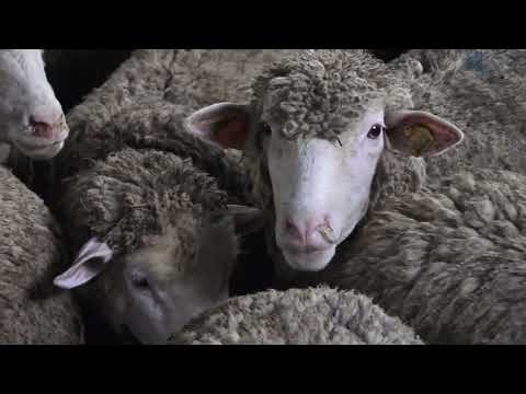 Agro karavan ep.228 - Milići - 22.05.2022.