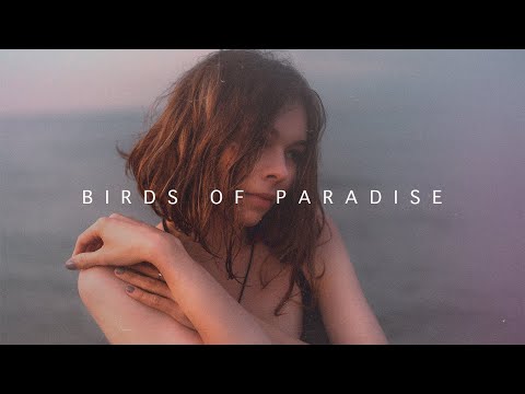 nvrluv - Birds of Paradise