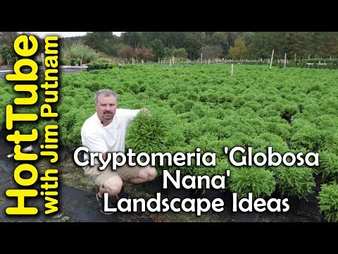 矮性杉を使った造園アイデア