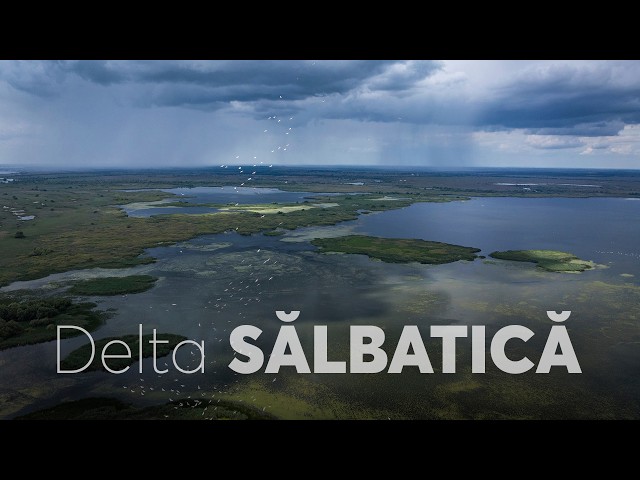 Wild Delta