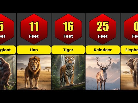 How High Can A Cheetah Jump