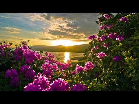 Vino mai curand Isuse # Oastea Domnului