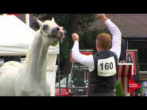 N.160 AL ARYAM BAREE - Ströhen 2017 Int B-Show - 4.6 Years Old Stallions (Class L)