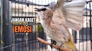 Download lagu Trucukan Gacor ROPEL PANJANG Saat Subuh COCOK untuk Pancingan Trucuk BAHAN dan MASTERAN TRUCUK Paud mp3 Download lagu Trucukan Gacor ROPEL PANJANG Saat Subuh COCOK untuk Pancingan Trucuk BAHAN dan MASTERAN TRUCUK Paud mp3