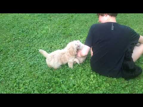 Puppy play tiime on a cool morning