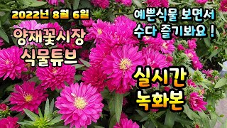 2022년 8월 6일 토요일   예쁜식물들 보면서 수다즐겨봐요   #양재꽃시장 #식물튜브