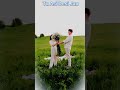 Sapana Na Ashunu Tu Ashi Disi Jau Viral Odia Odiasong Romanticstatus Romantic Nature Lovestatus
