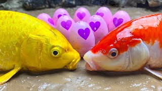 (NEW) Video Full Carp, Koi Fish, Catfish, Crab, Eel, Egg | Fish Videos❤️ Stop Motion Funny ASMR  #1