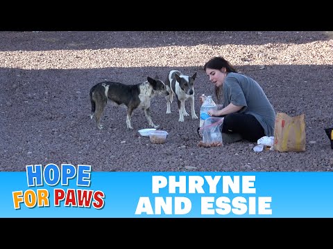 Dog rescue on the California, Arizona and Nevada border - stressful, but successful! ❤️👍 #rescue