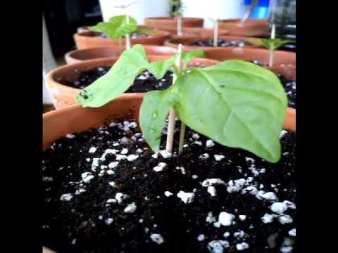 Naga Morich - timelapse