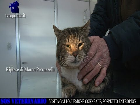 Dolore acuto dellarticolazione della spalla Malattie articolari dellanca in un bambino