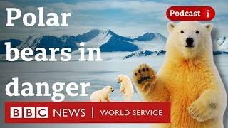 Can re-freezing Arctic sea ice help save polar bears? - What in the World podcast, BBC World Service