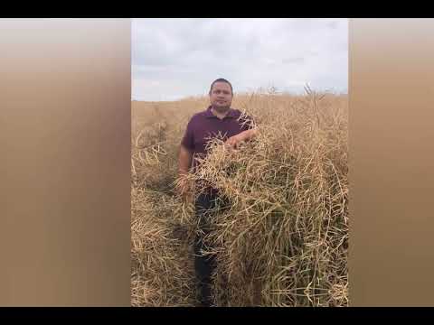 Recoltare rapita PT303 TIMIS,GRABAT   SC FANGMAIER SRL