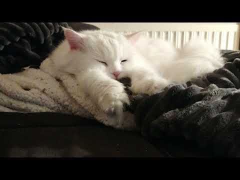 John Borno - Heizung an! (feat  Konrad Dachs)