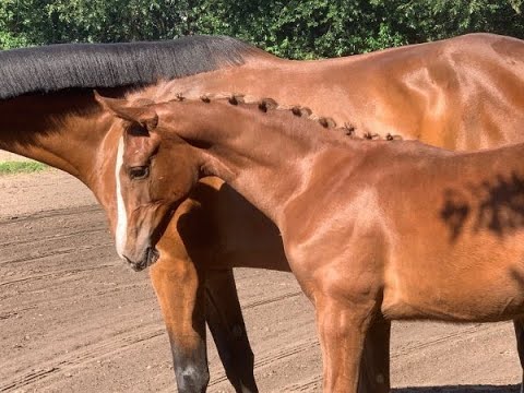 Springfohlen Online-Auktion! Stutfohlen v. Ogano Sitte - Toulon